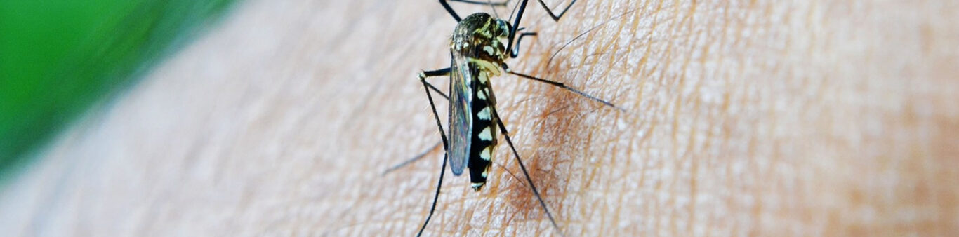 mosquito-dengue